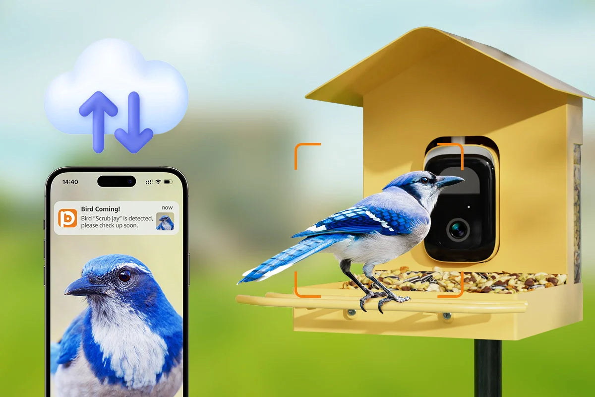 More Than a Feeder: How the Cloud Server in Your Bird Feeder with Camera Creates a Personal Nature Documentary