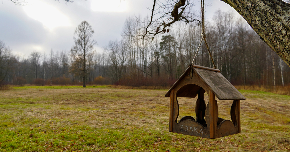Bird-Friendly Backyard