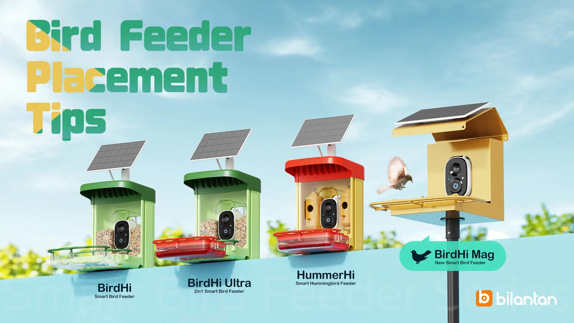 Bird Feeder Placement Tips