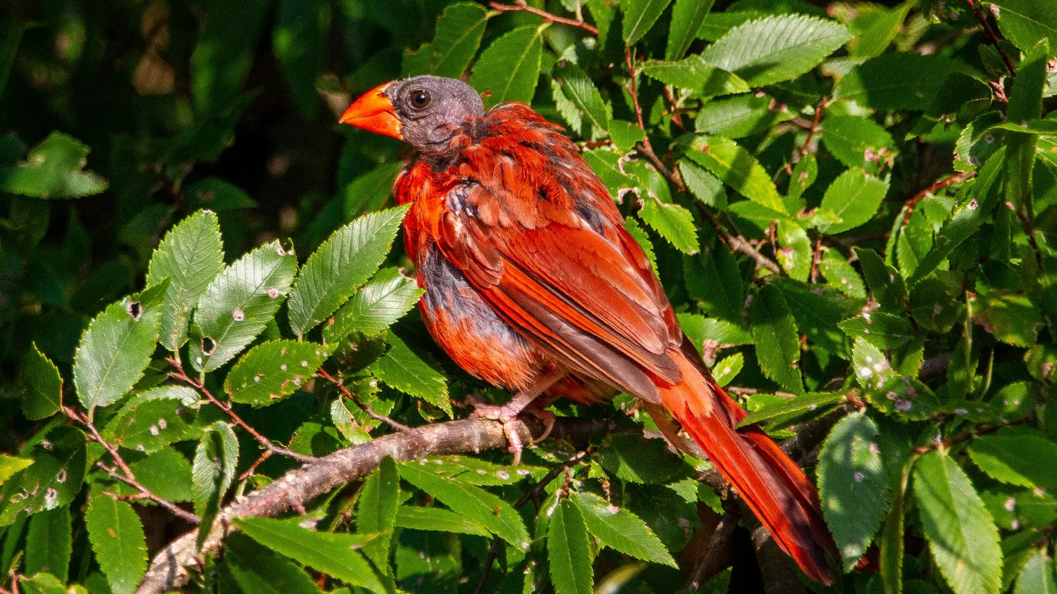 Bird Molting: A Natural Wonder of the Molting Season