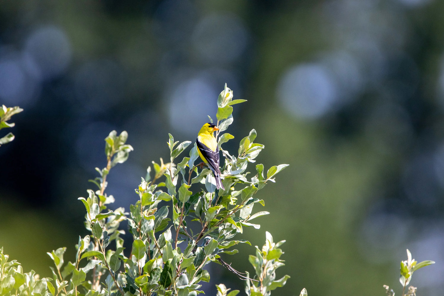 Bird singing hidden among green leaves and branches