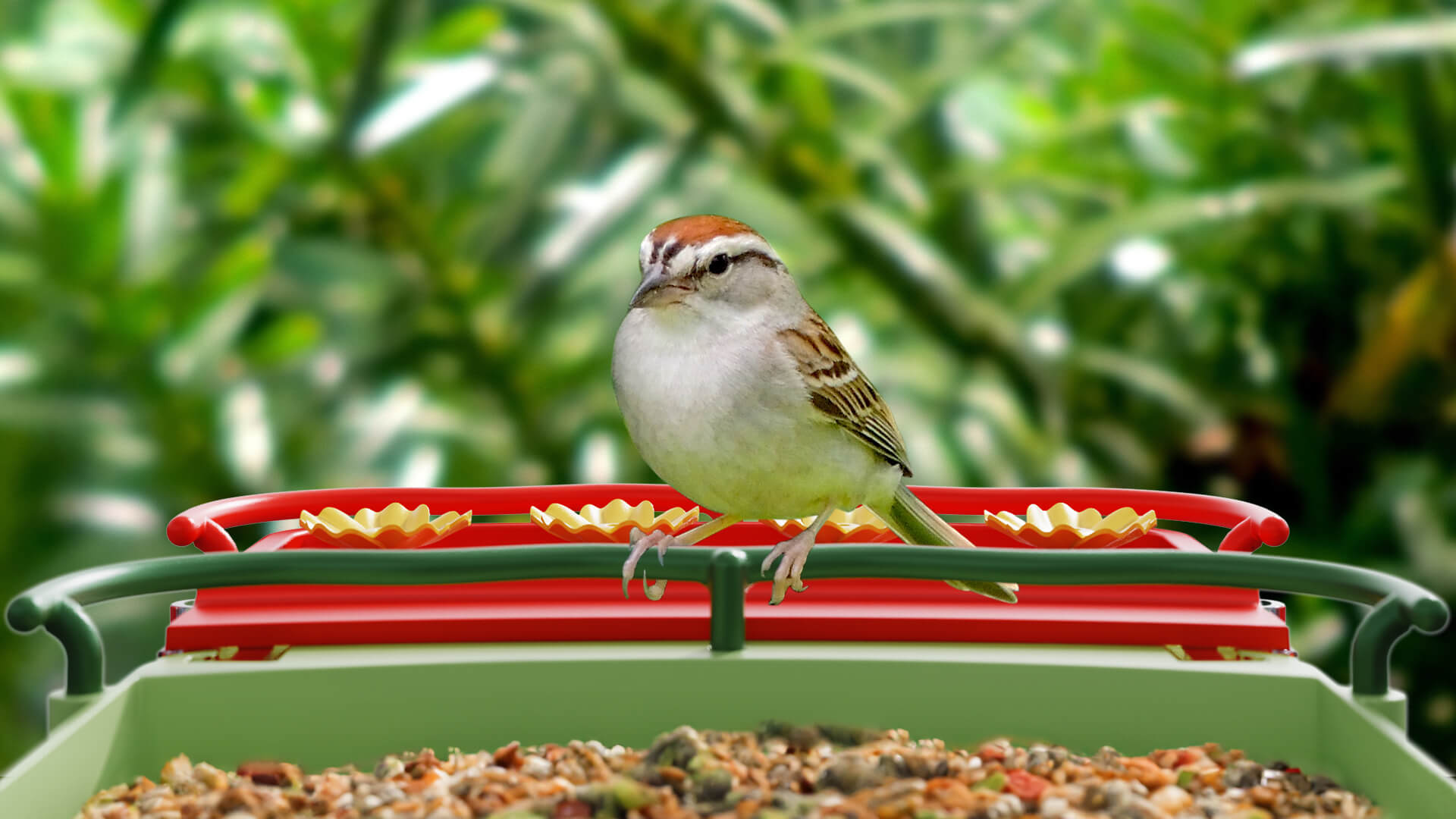 Bird Introduction-Chipping Sparrow - Bilantan