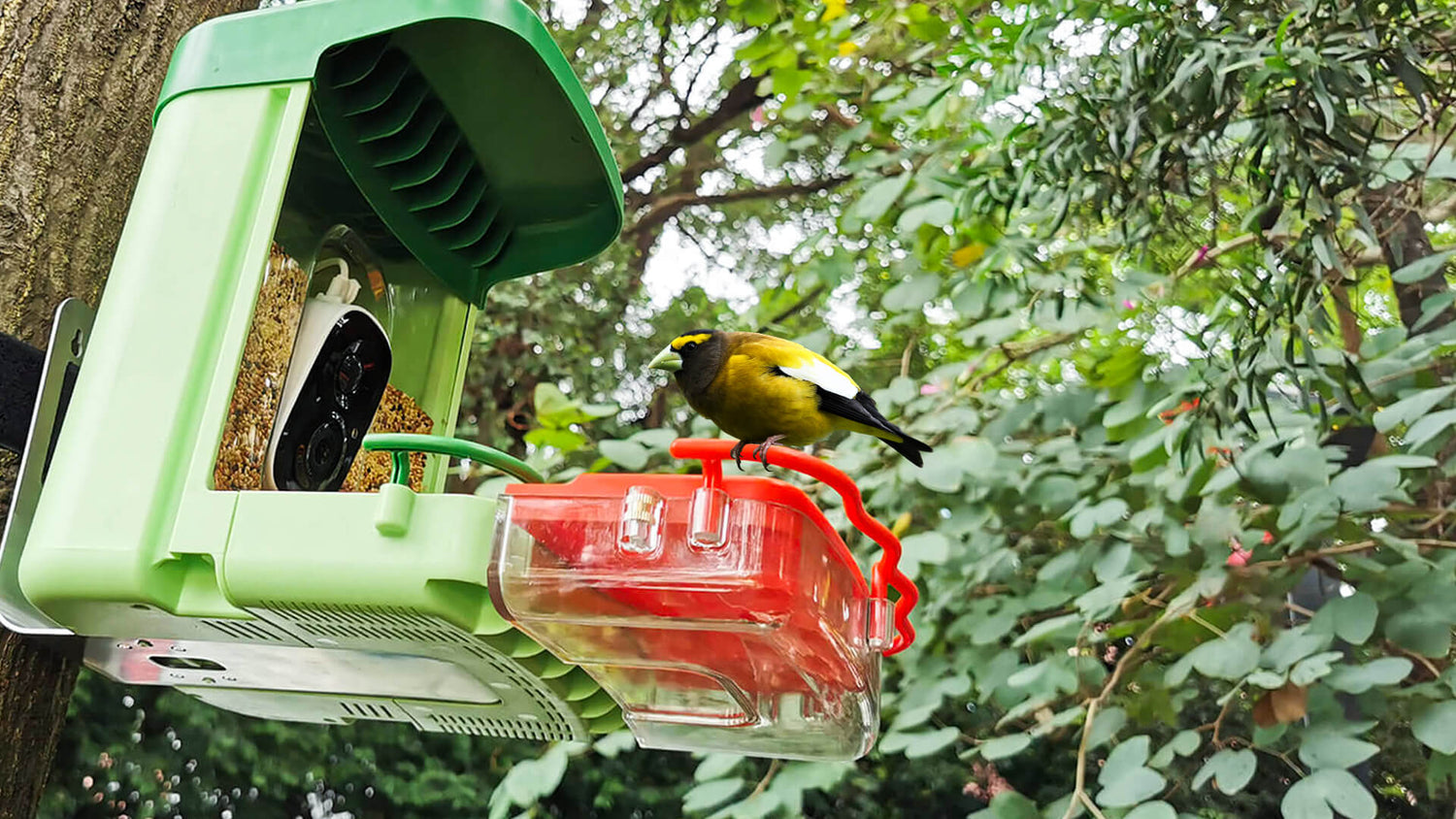 Bird introduction-Evening Grosbeak - Bilantan