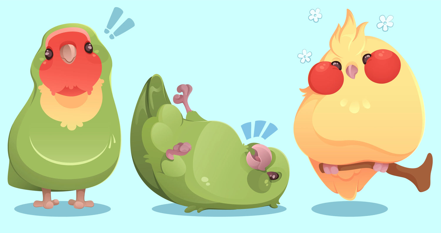 Why do bird look fat