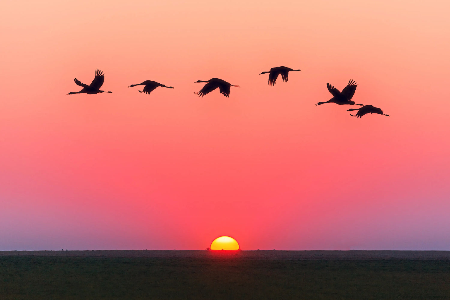A flock of birds flying across a vivid orange-pink sunrise sky over a quiet landscape, symbolizing the beauty and serenity of birds as nature’s gift