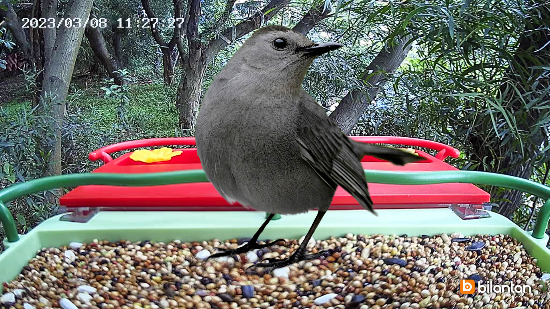 Bird introduction-Gray Catbird - Bilantan