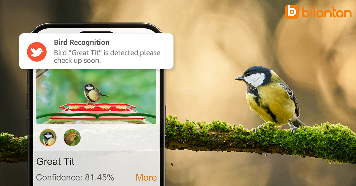 How do I know what bird it is