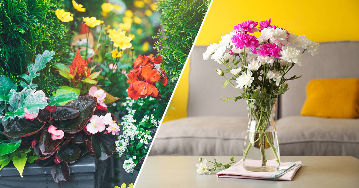 Using Hydroponic Flowers to Attract Birds to Your Yard!