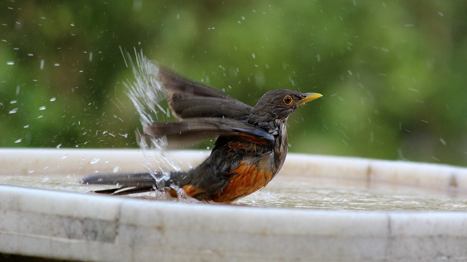 Is your bird-friendly garden lacking a bird bath and bird feeder