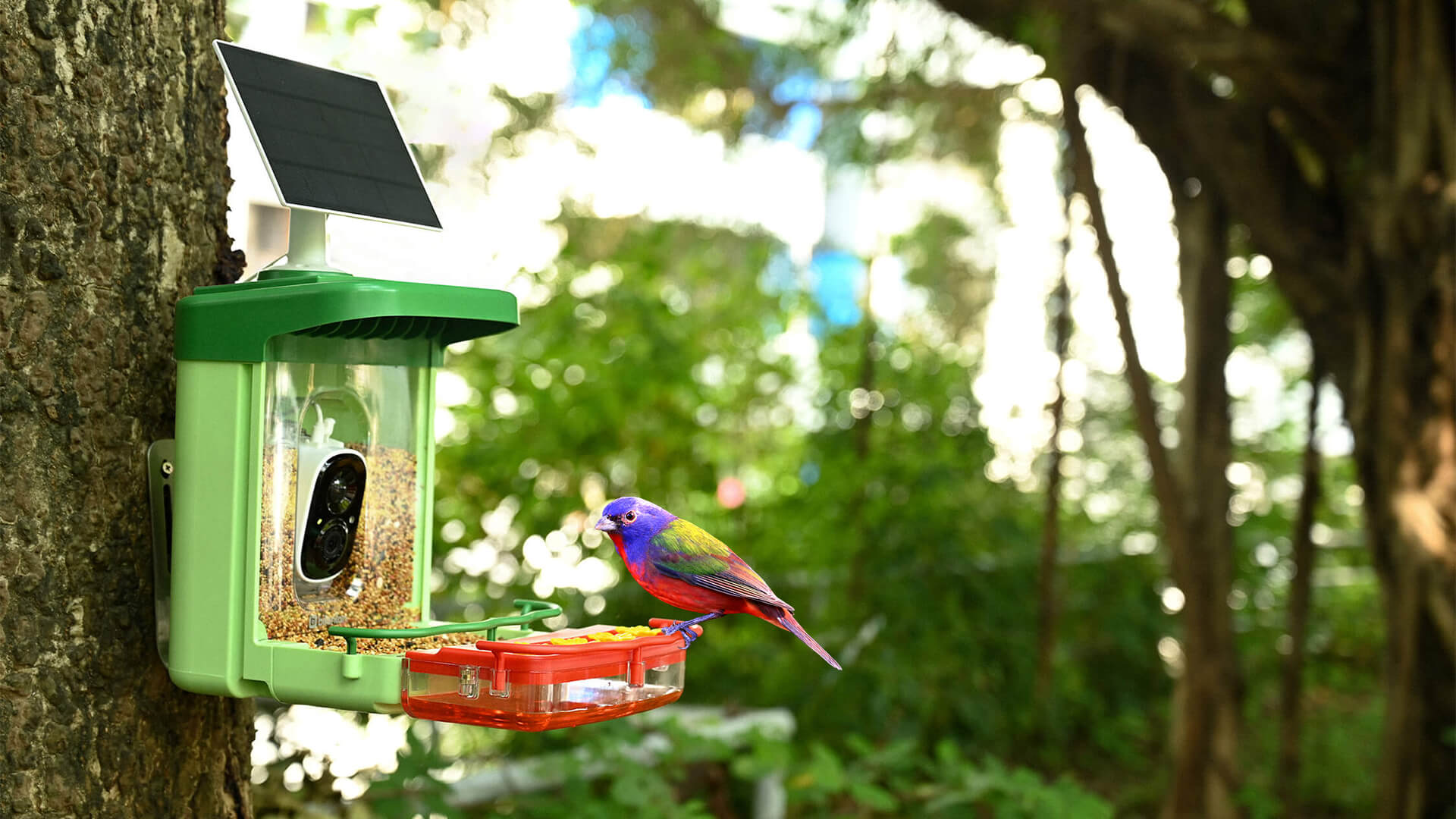 Bird introduction-Painted Bunting - Bilantan
