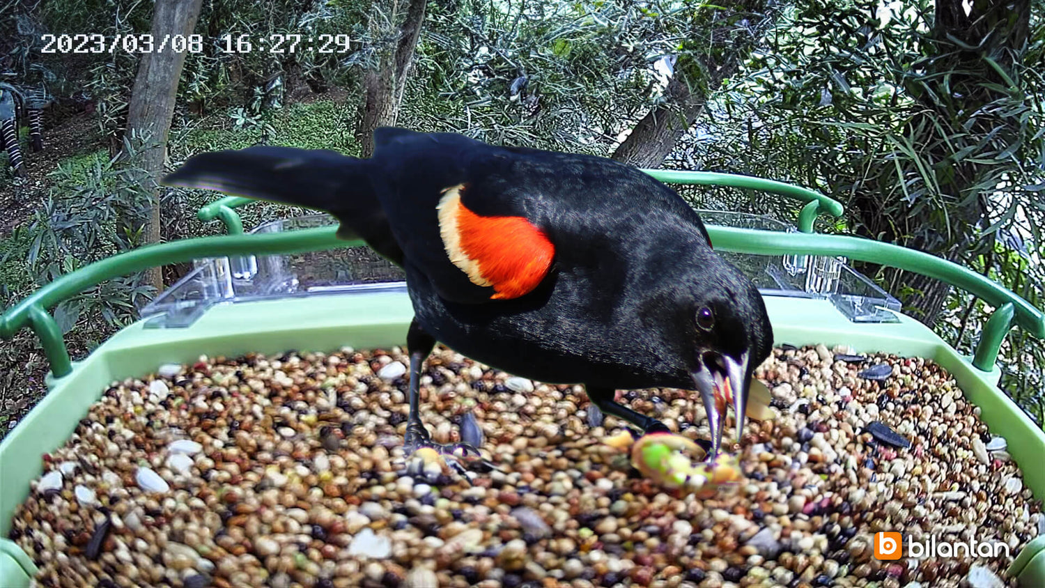 Bird Introduction-Red-winged Blackbird - Bilantan
