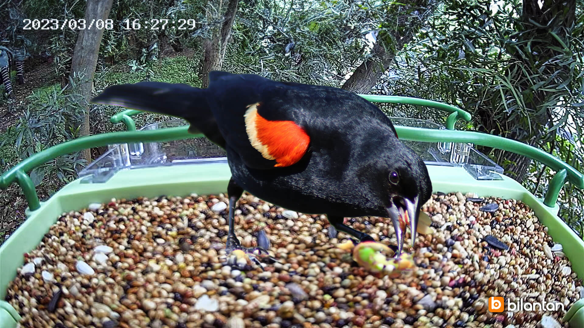 Bird Introduction-Red-winged Blackbird - Bilantan