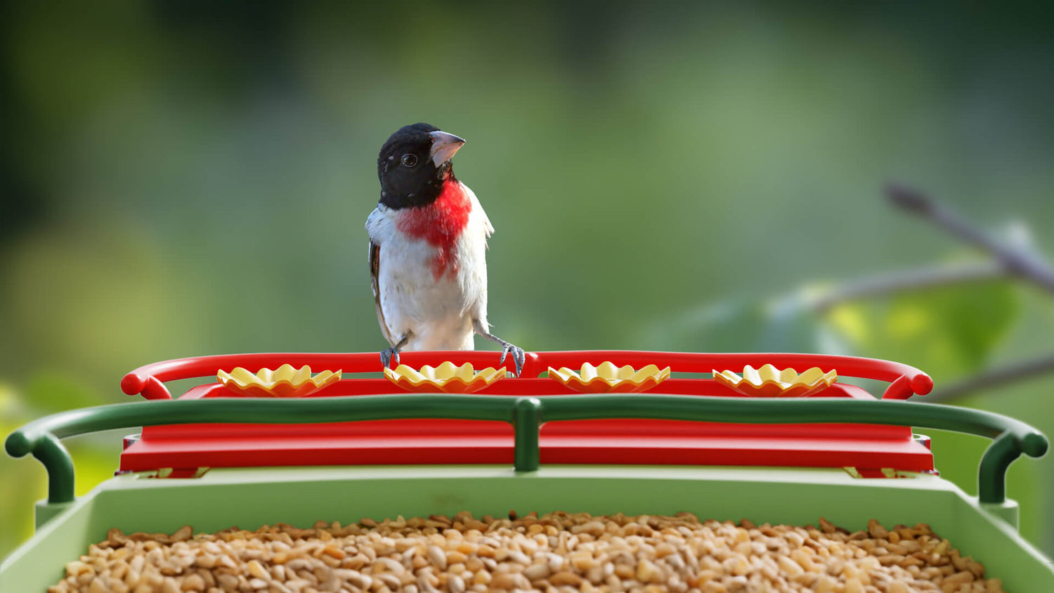 Bird introduction-Rose-breasted grosbeak - Bilantan