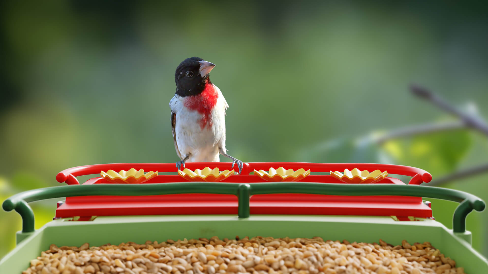 Bird introduction-Rose-breasted grosbeak - Bilantan