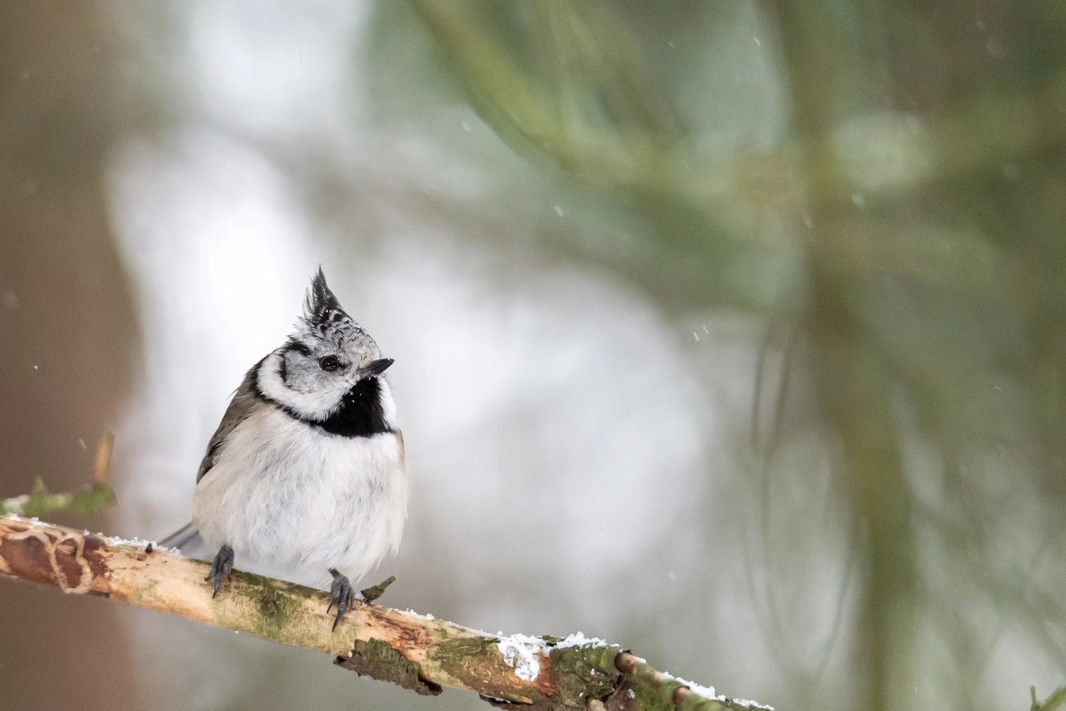 Tufted titmouse perched on a tree branch