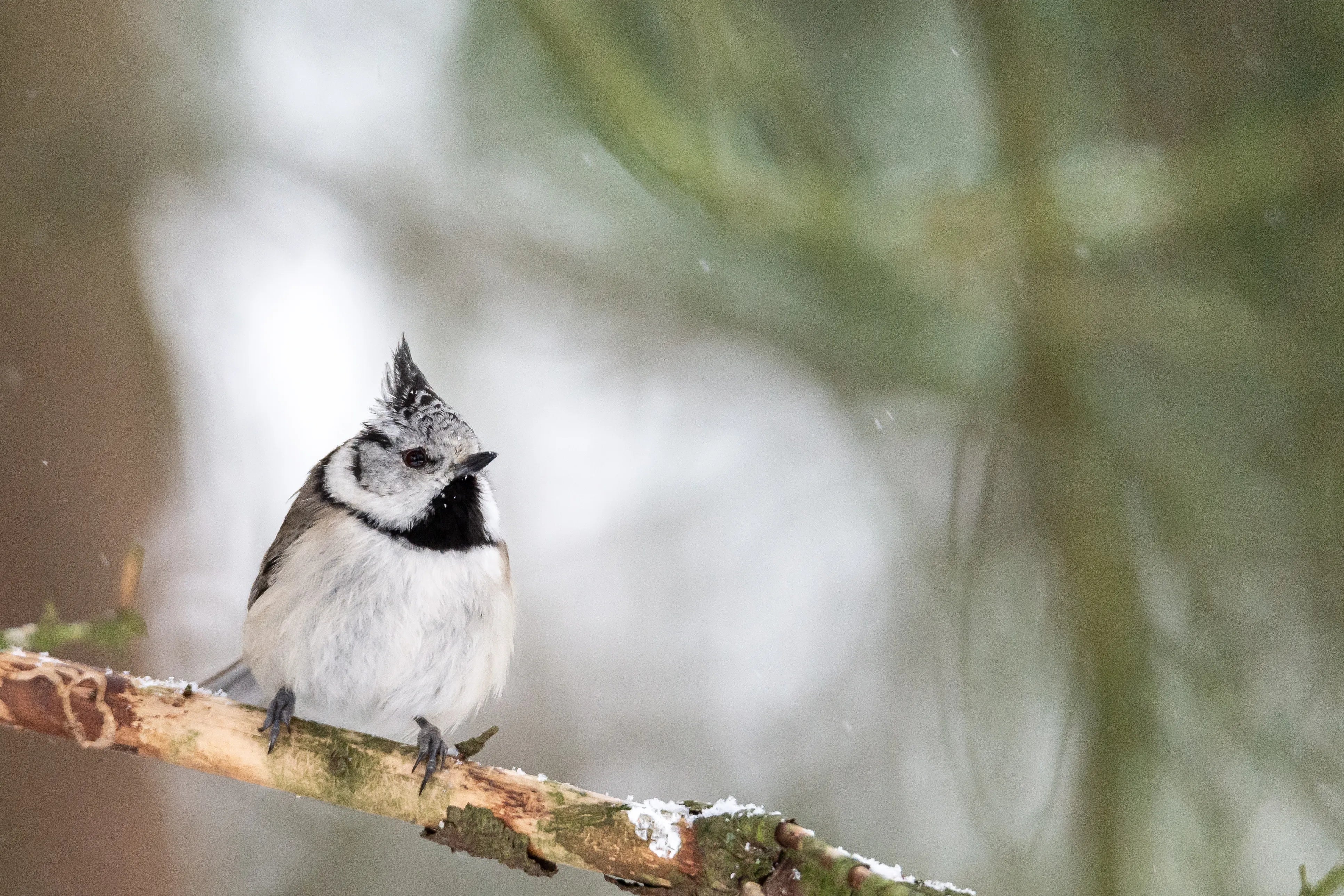 Tufted titmouse perched on a tree branch