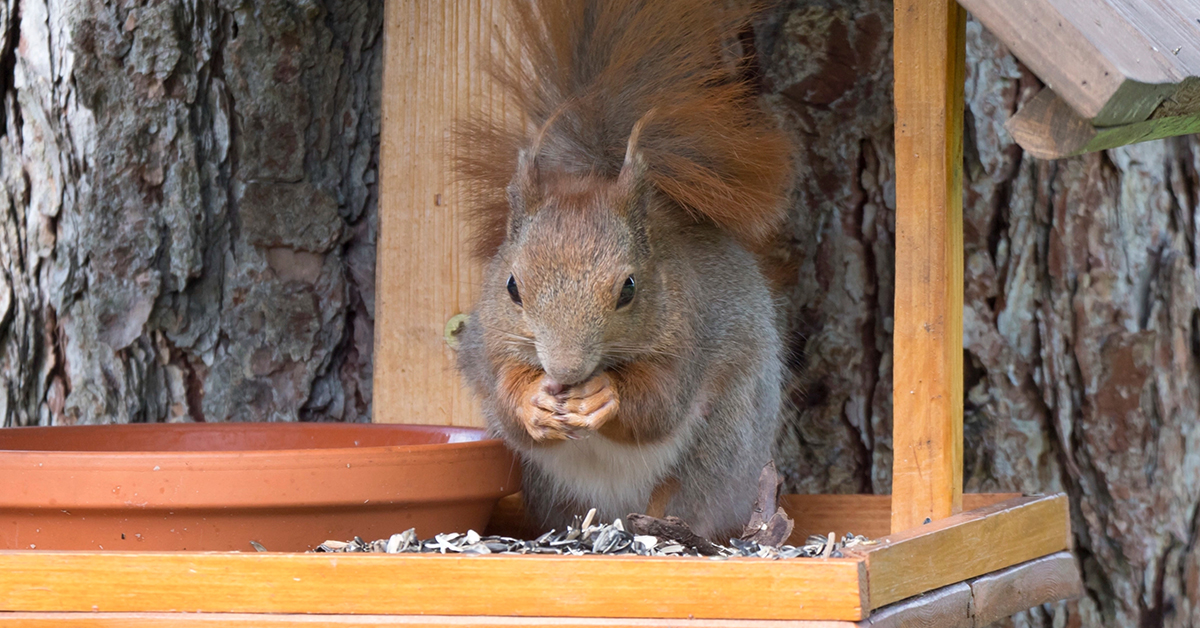 The Ultimate Squirrel Defense Guide (Updated - 3.22)