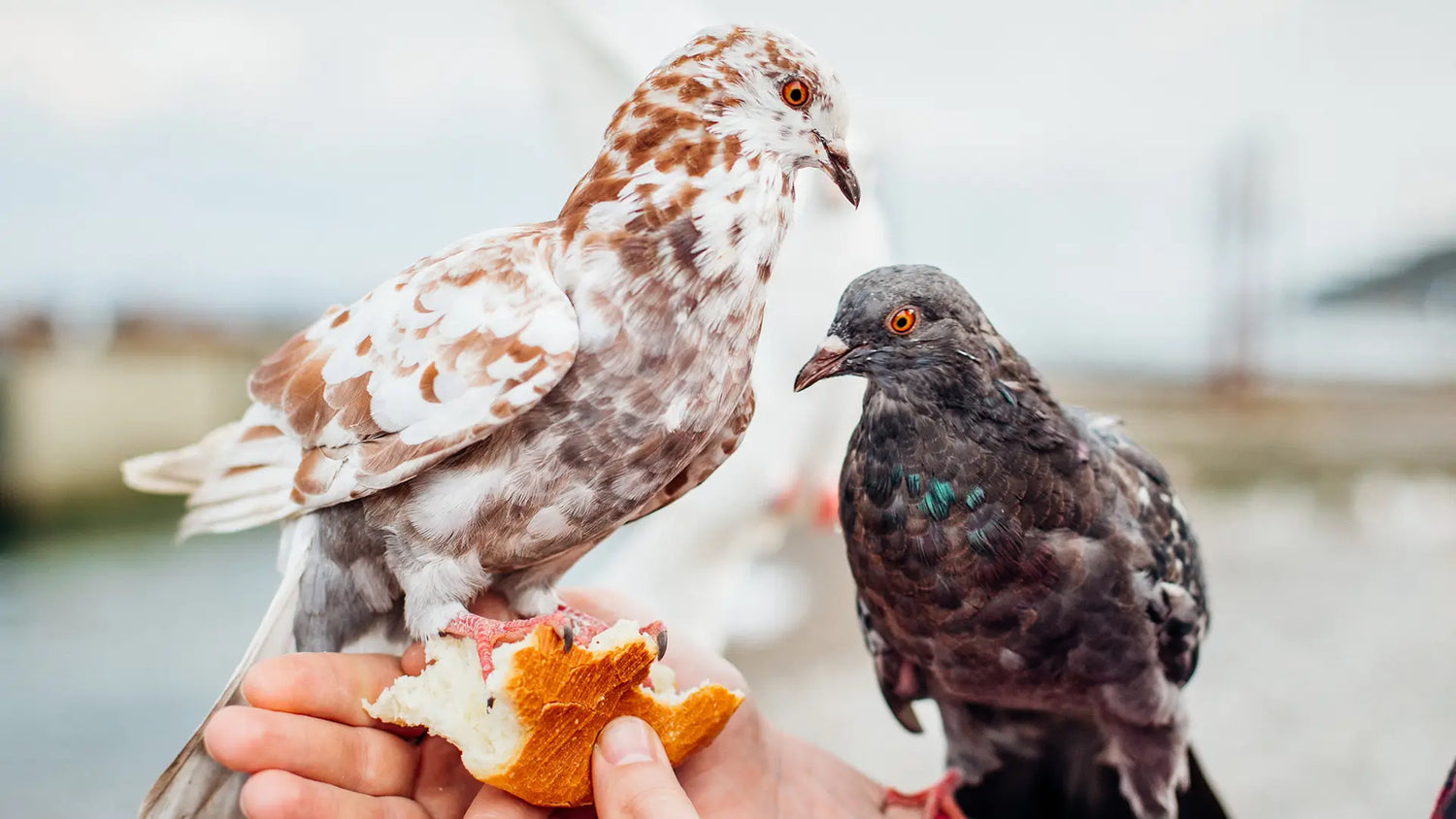 What does it mean when a bird visits you