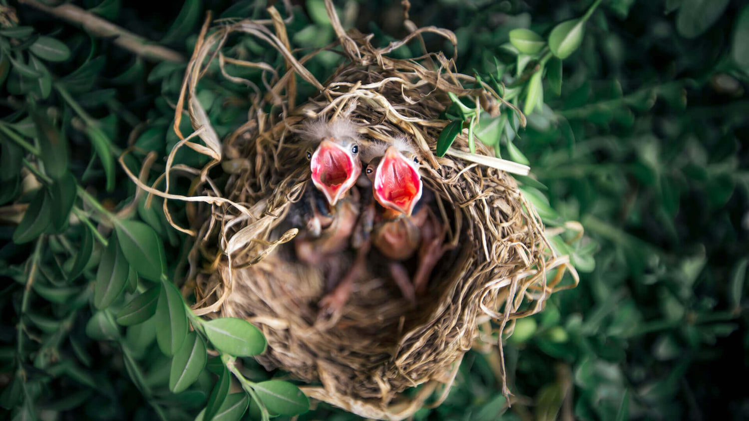 The baby bird is waiting to be fed