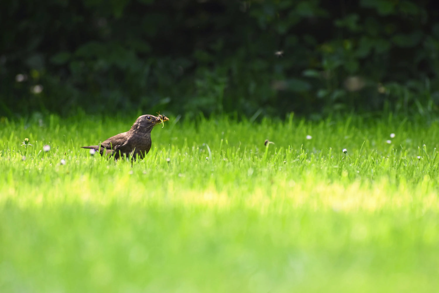 Baby crow fledgling perched on a grassy lawn, with fluffy feathers and curious eyes in natural light