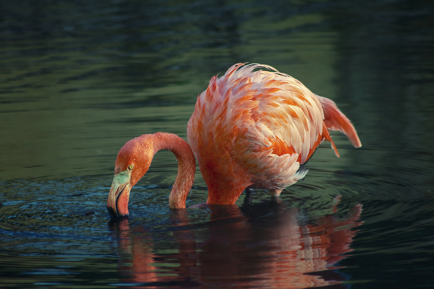 Flamingo bending down to water, possibly using smell or taste