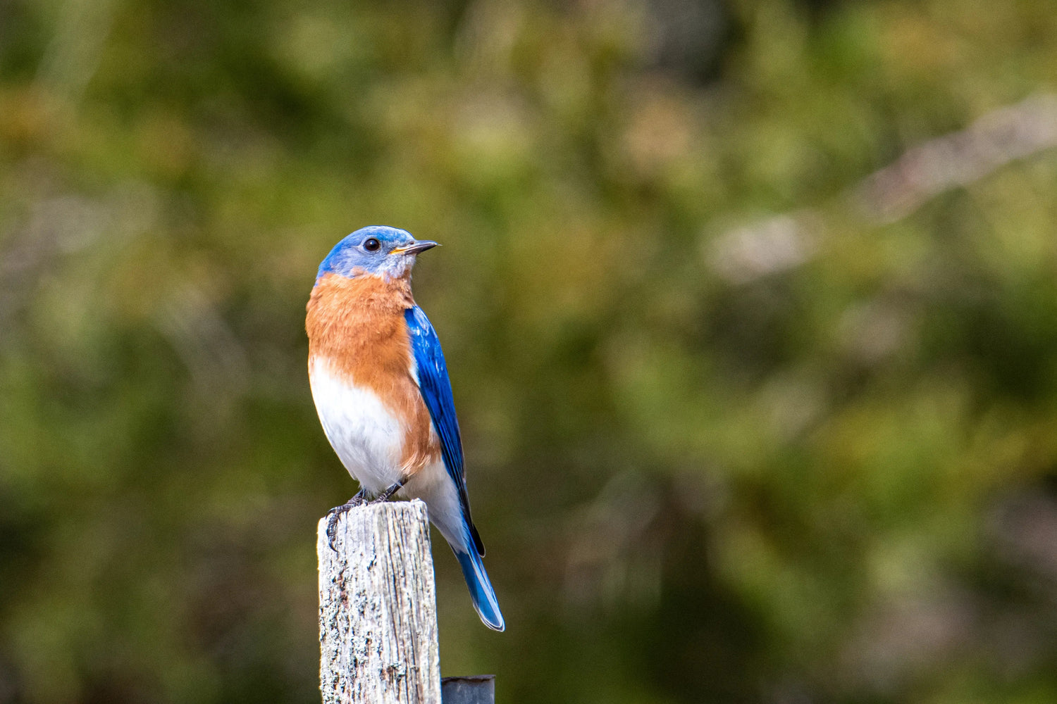 Eastern Bluebird in sunlight