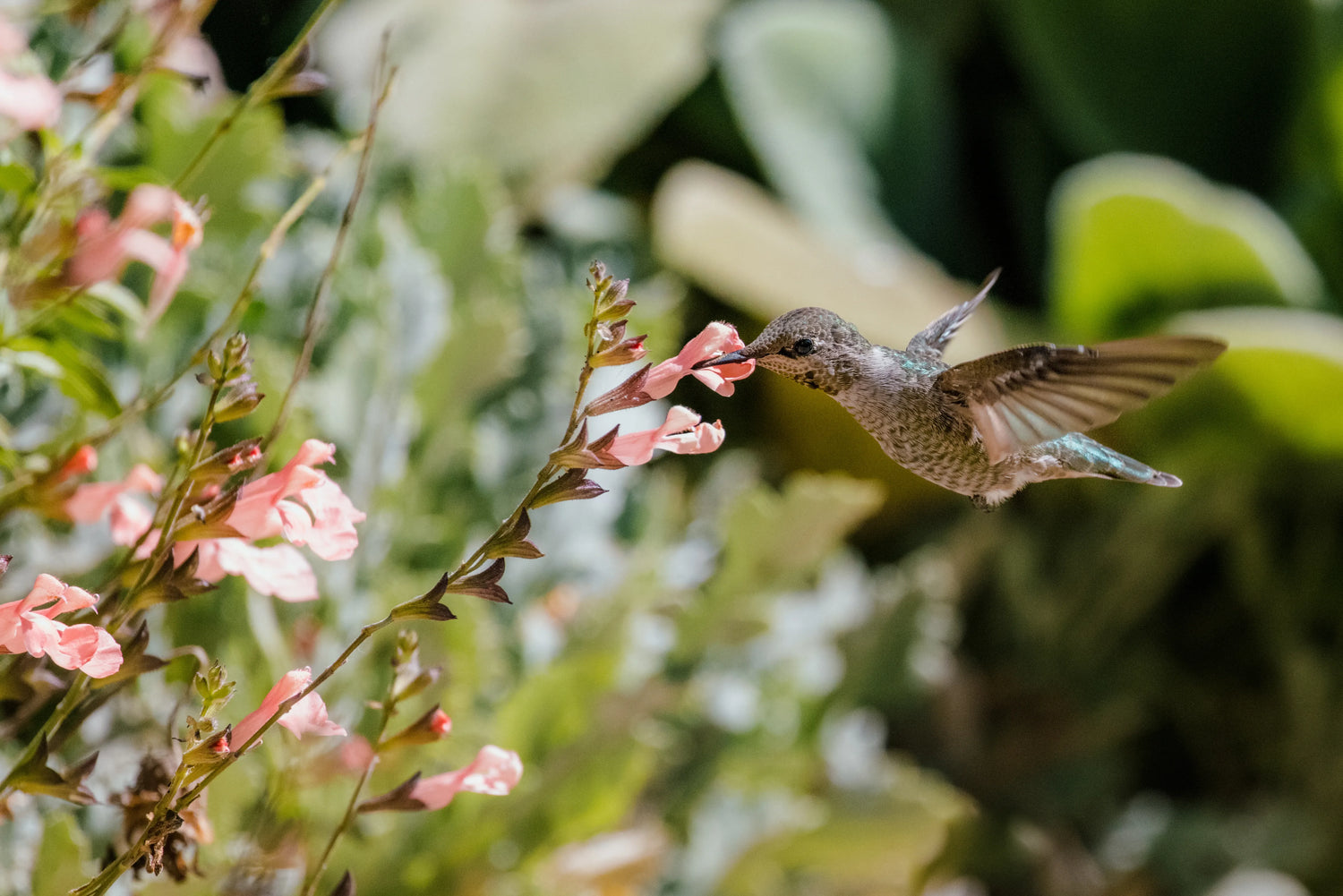 Fledgling bird exploring a summer garden with lush plants