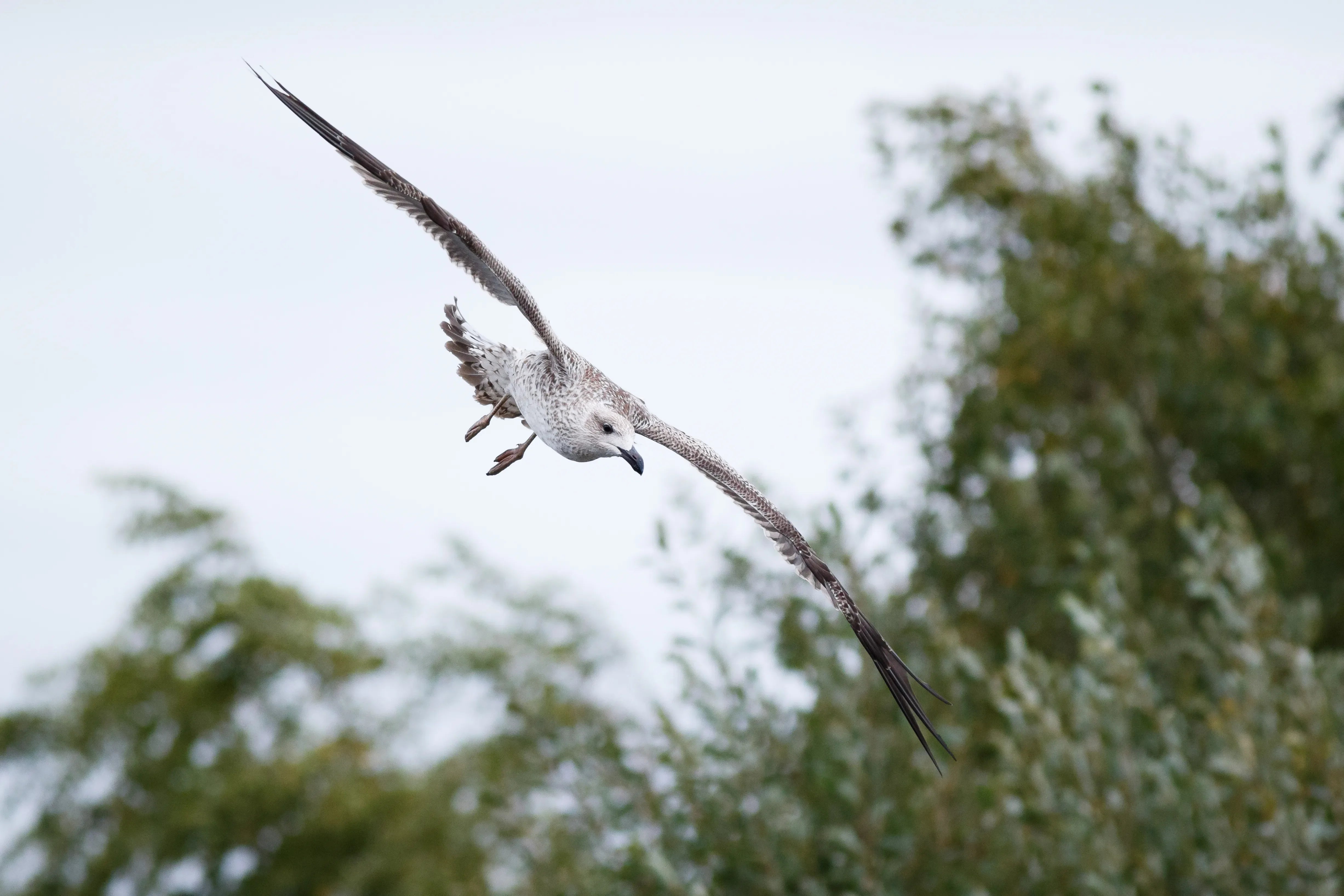 A peregrine falcon diving at high speed from the sky