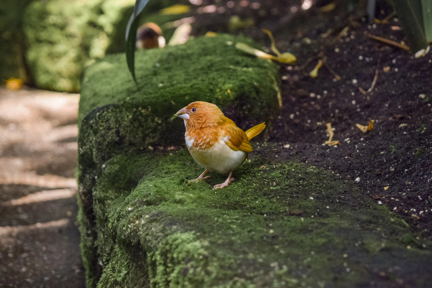 Wild baby birds eating seeds and fruits on the ground in a garden setting