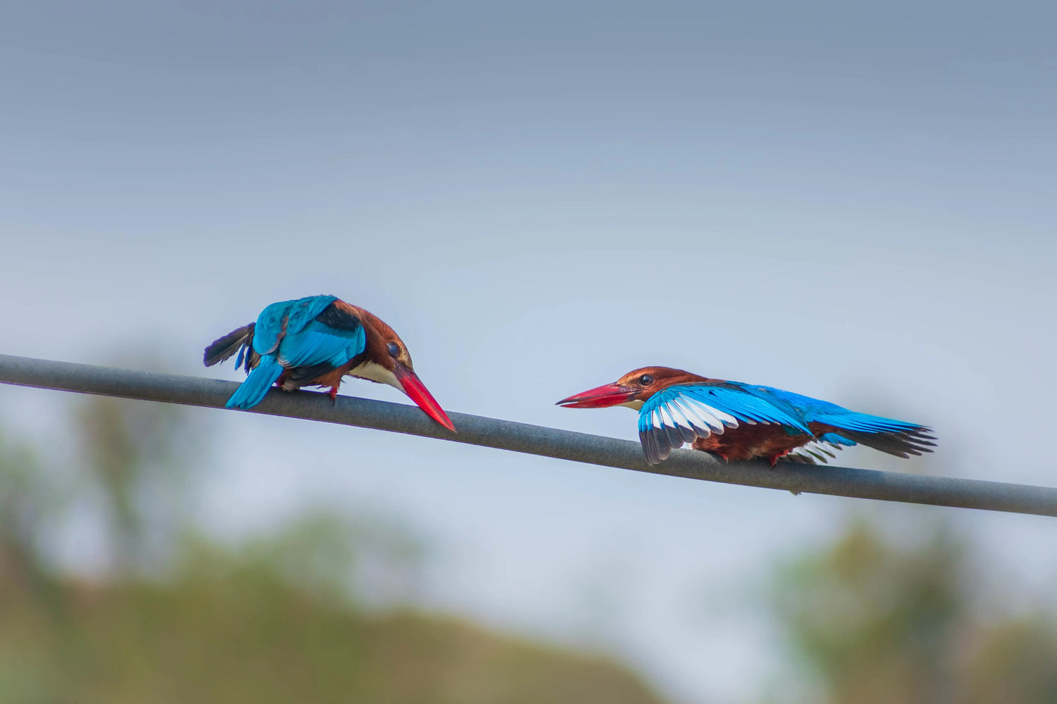 Two blue jays on a telephone pole