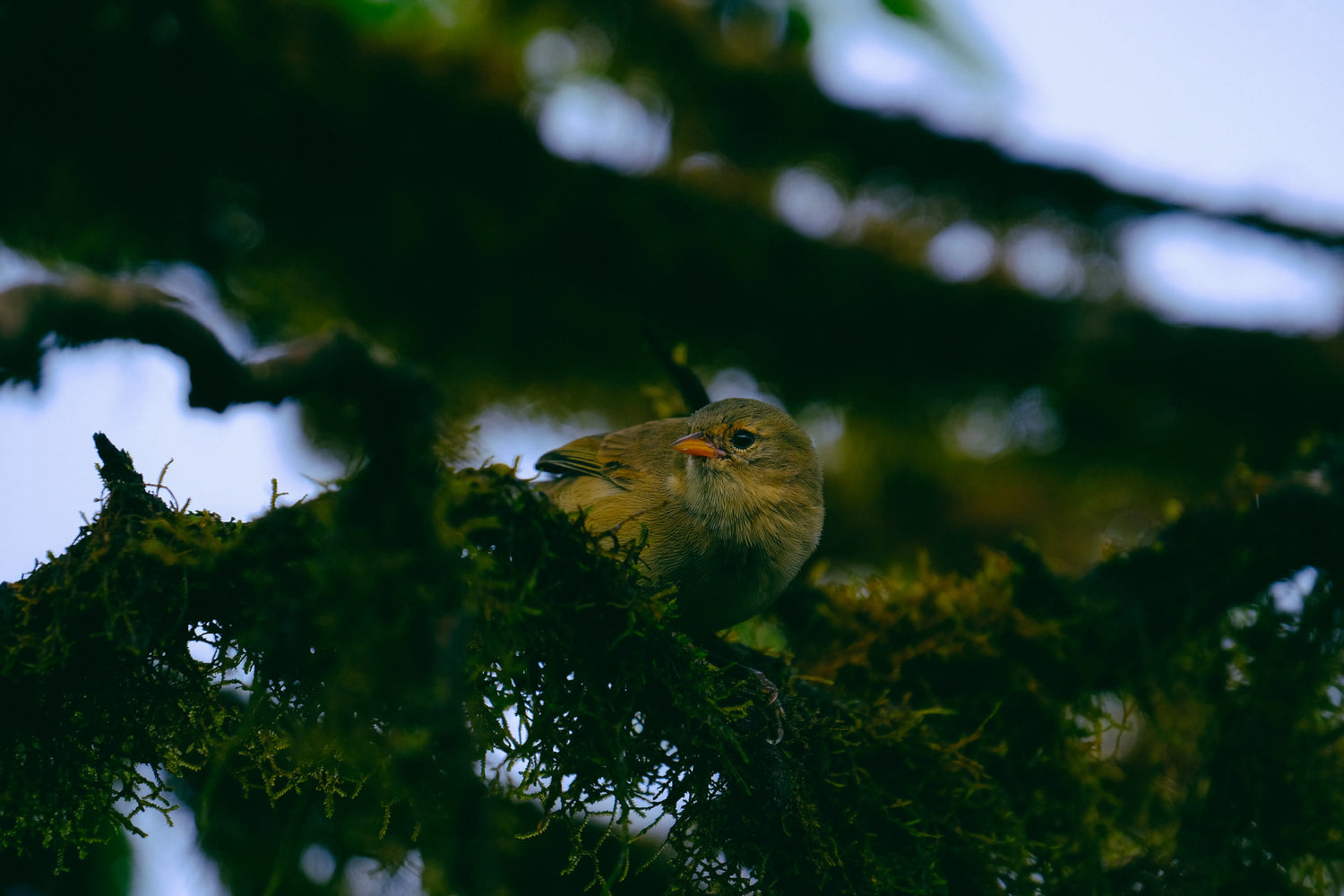 Sleeping songbird resting quietly on a branch in a peaceful night forest, with moonlight and soft shadows in the background