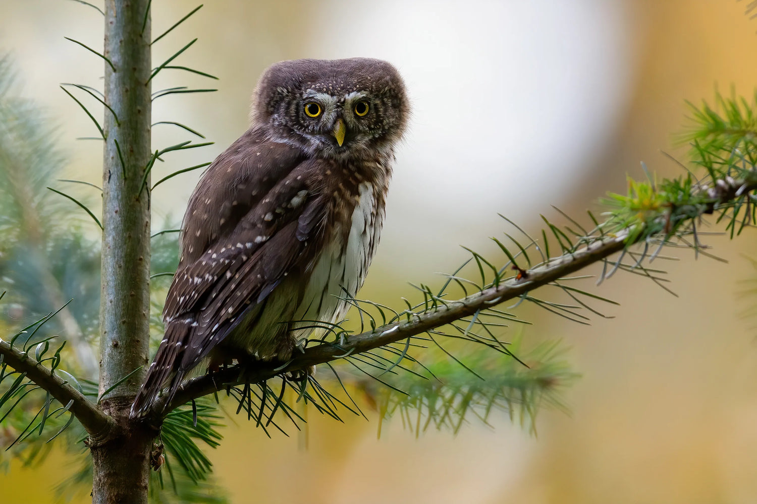 A small brown owl with bright yellow eyes perched quietly on a pine tree branch in a natural backyard setting