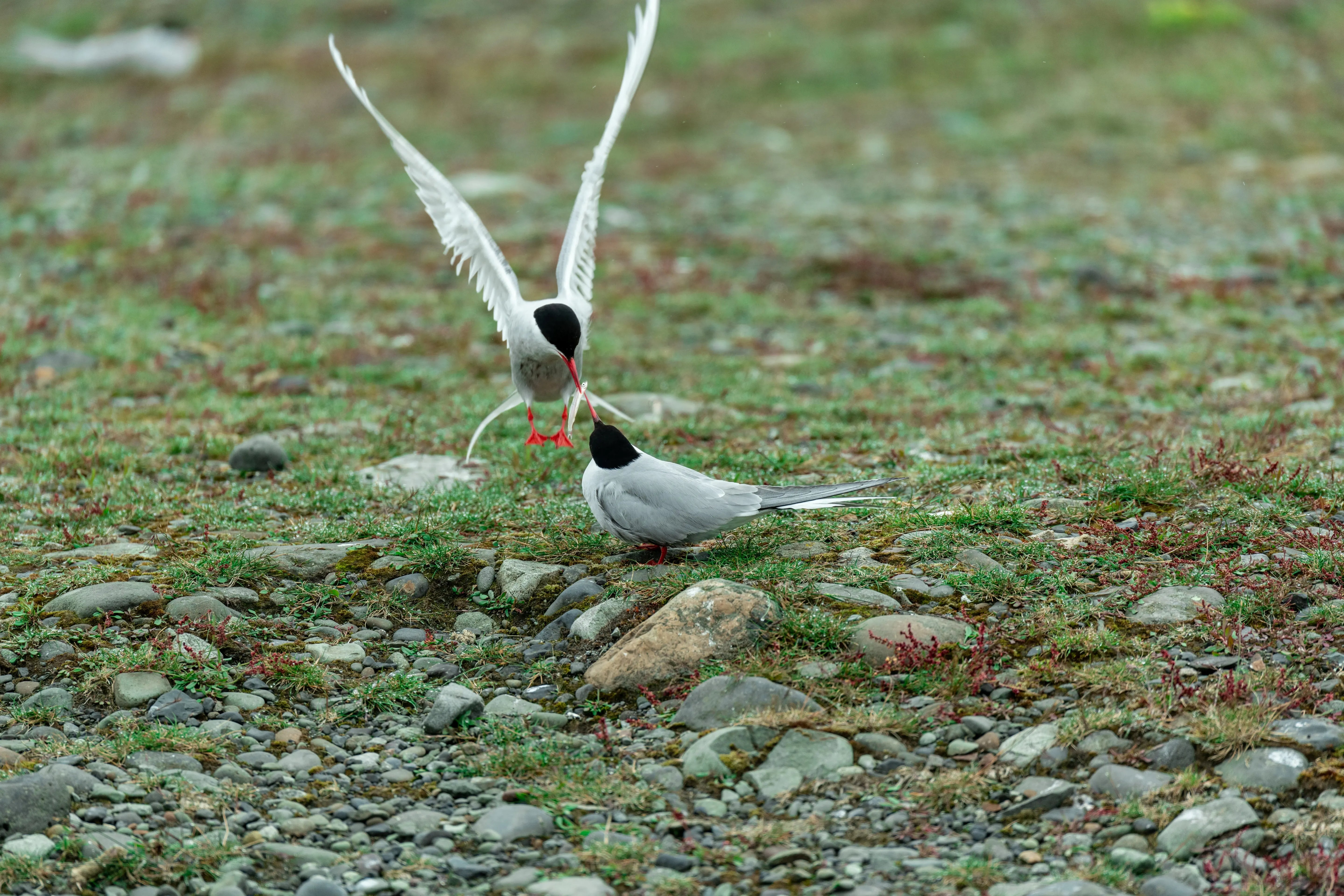 Two Arctic Terns on the ground during courtship, with one feeding the other as part of a mating ritual