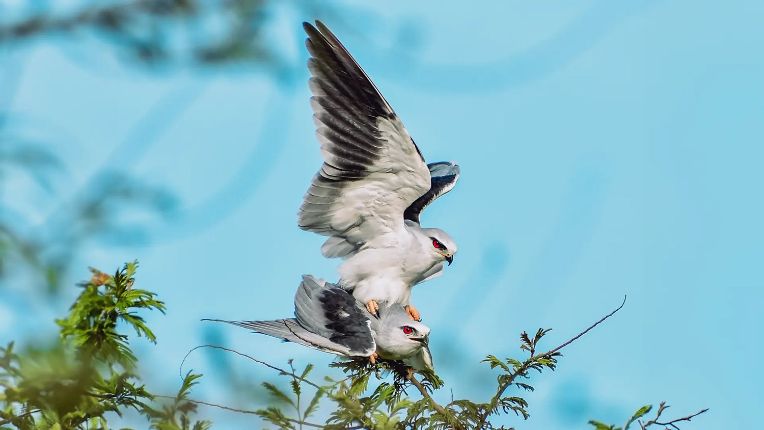 Avian Reproduction Birds Mate
