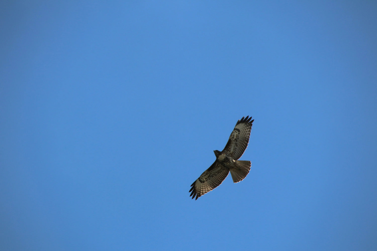 🕊️ The Fastest Bird on Earth: Speed, Science, and Sky-High Drama