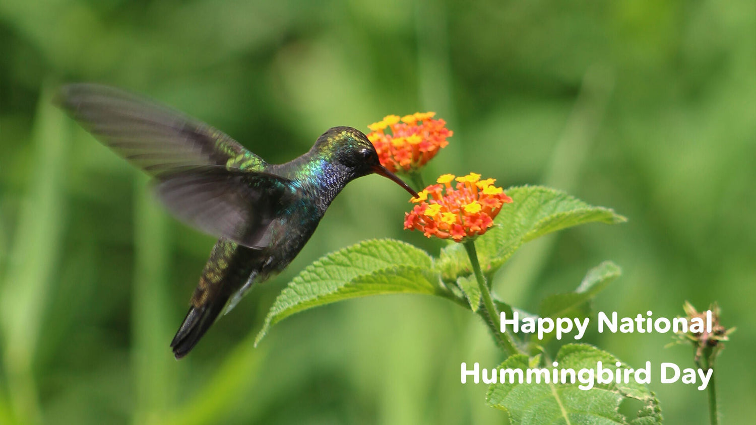 National Hummingbird Day🌼🐦 Hummingbird Day Sale!28th Aug.~3rd Sep. 🐦🌼 /$60 off HummerHi/