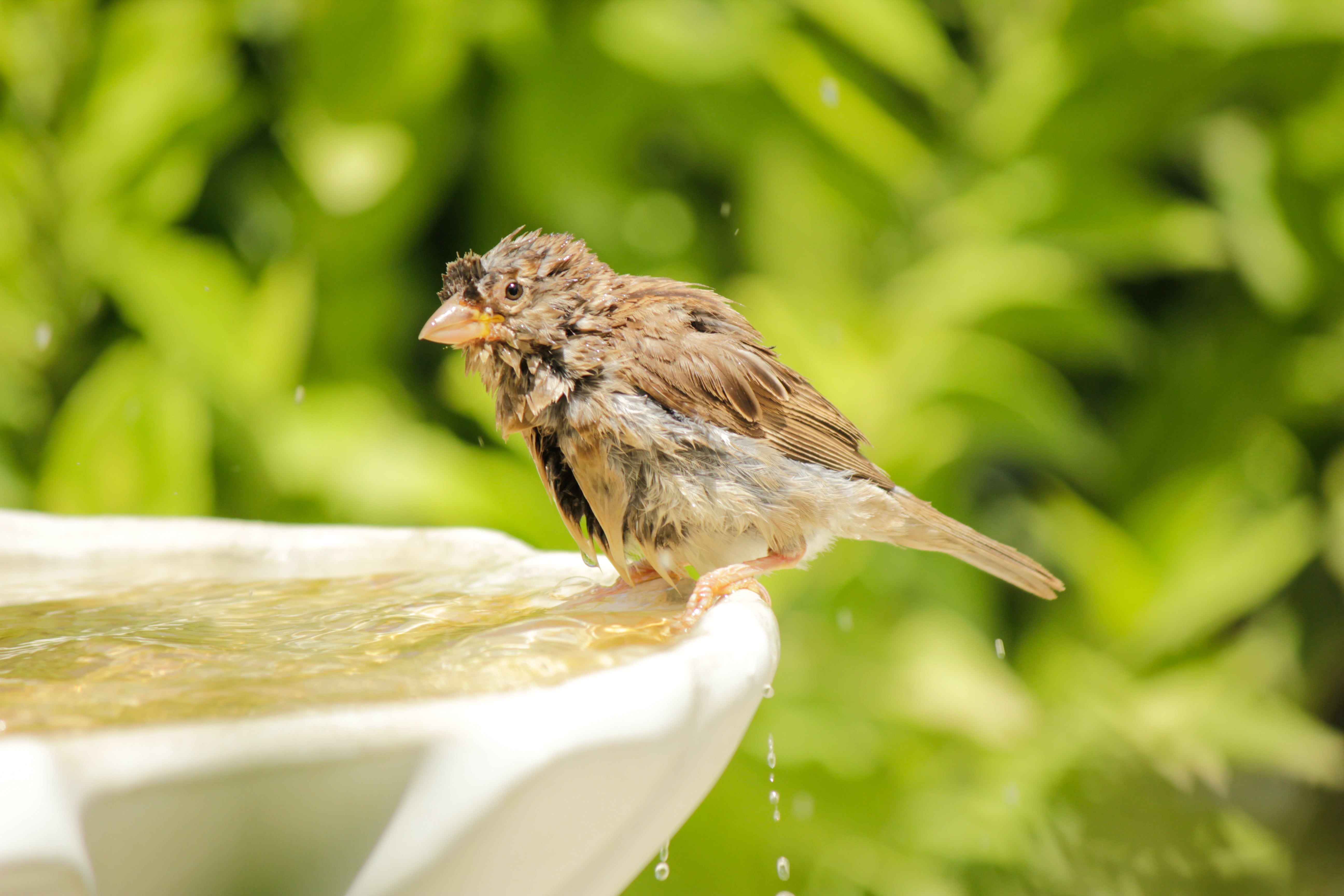 Birds seeking shade and water in a summer backyard