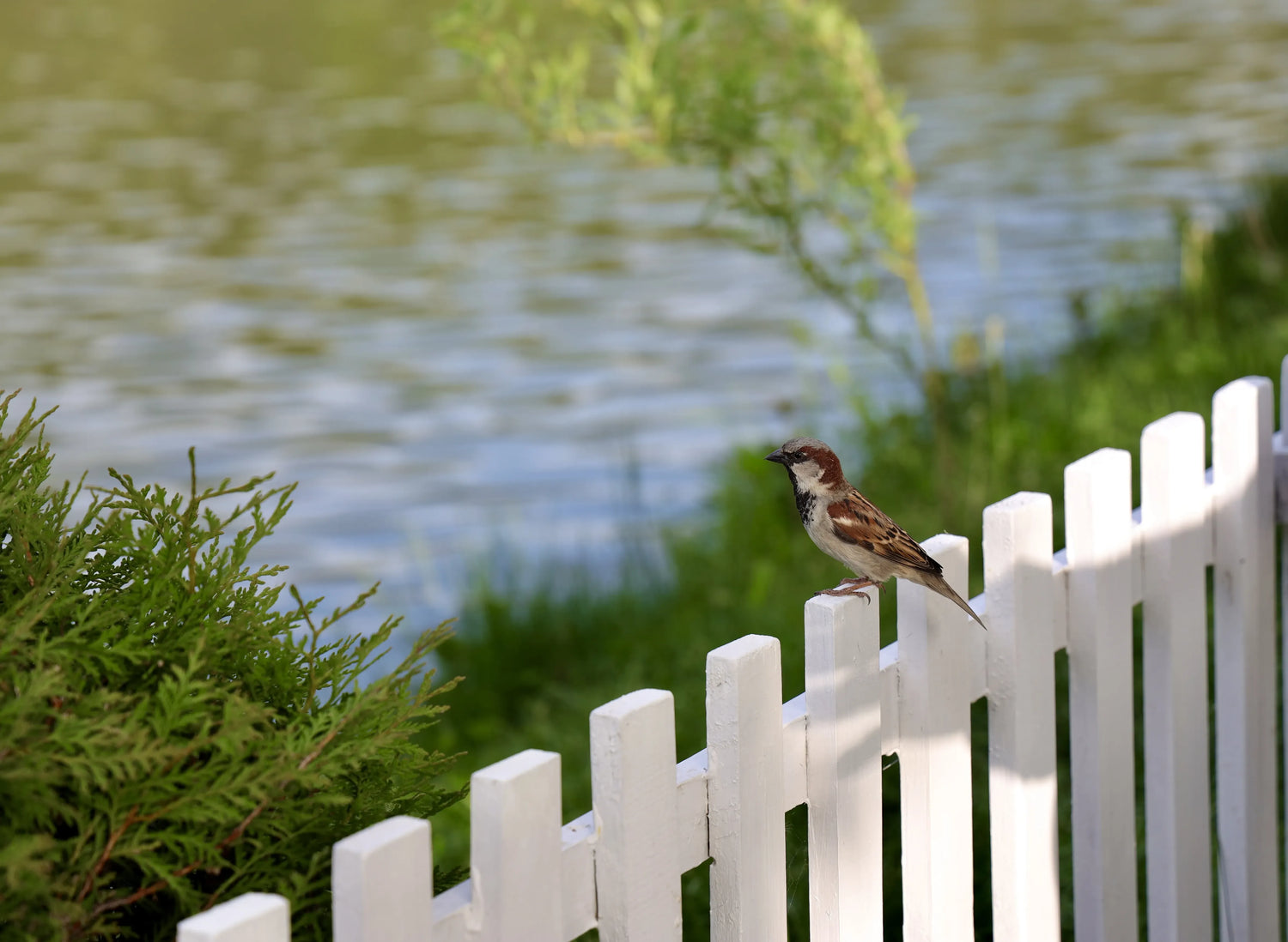 Bird calmly standing on a fence near the doorway of a house