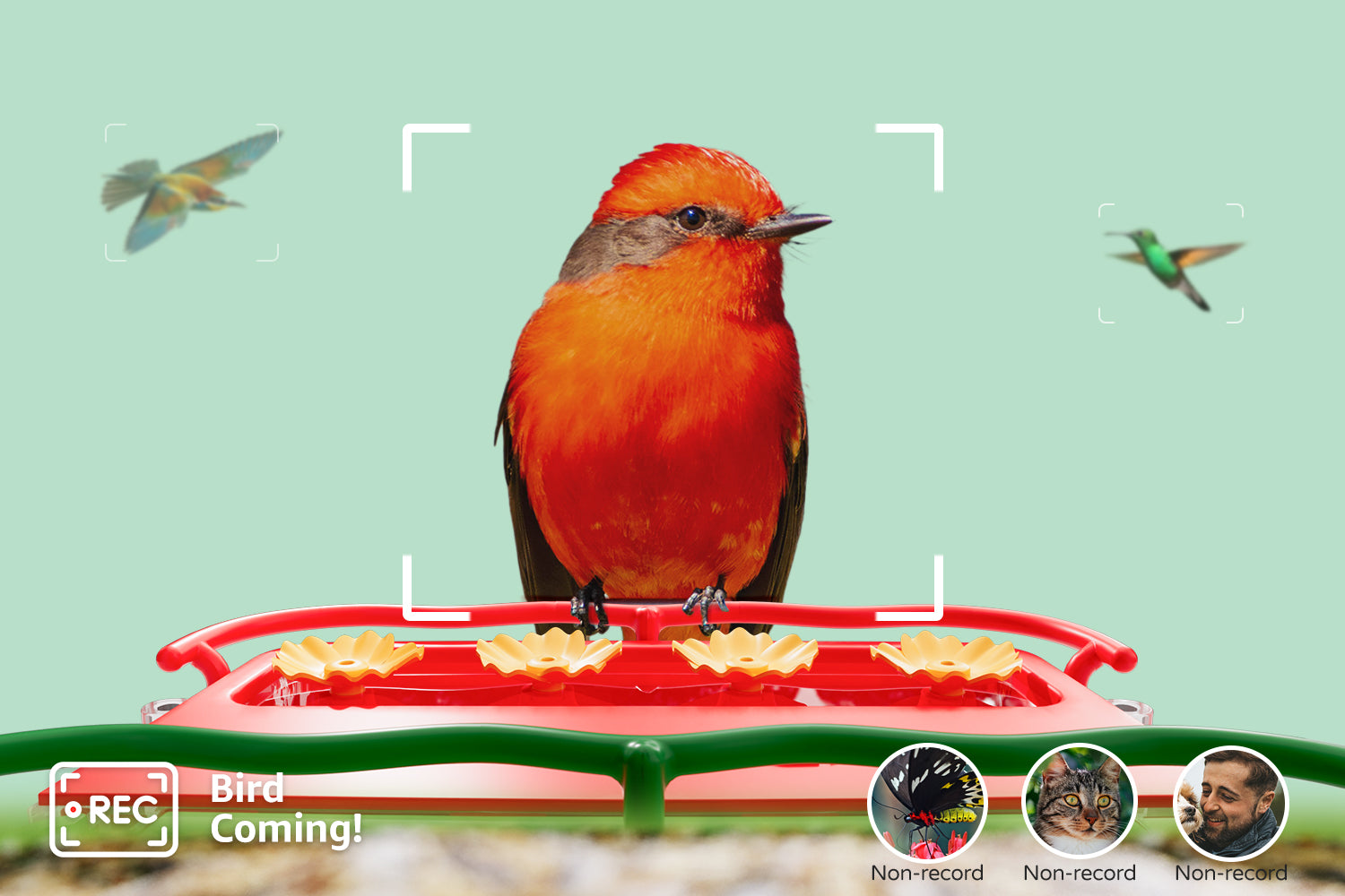 BirdHi Ultra, Only Works When Birds Arrive, Non-Bird Motion Detection Won't Be Recorded.