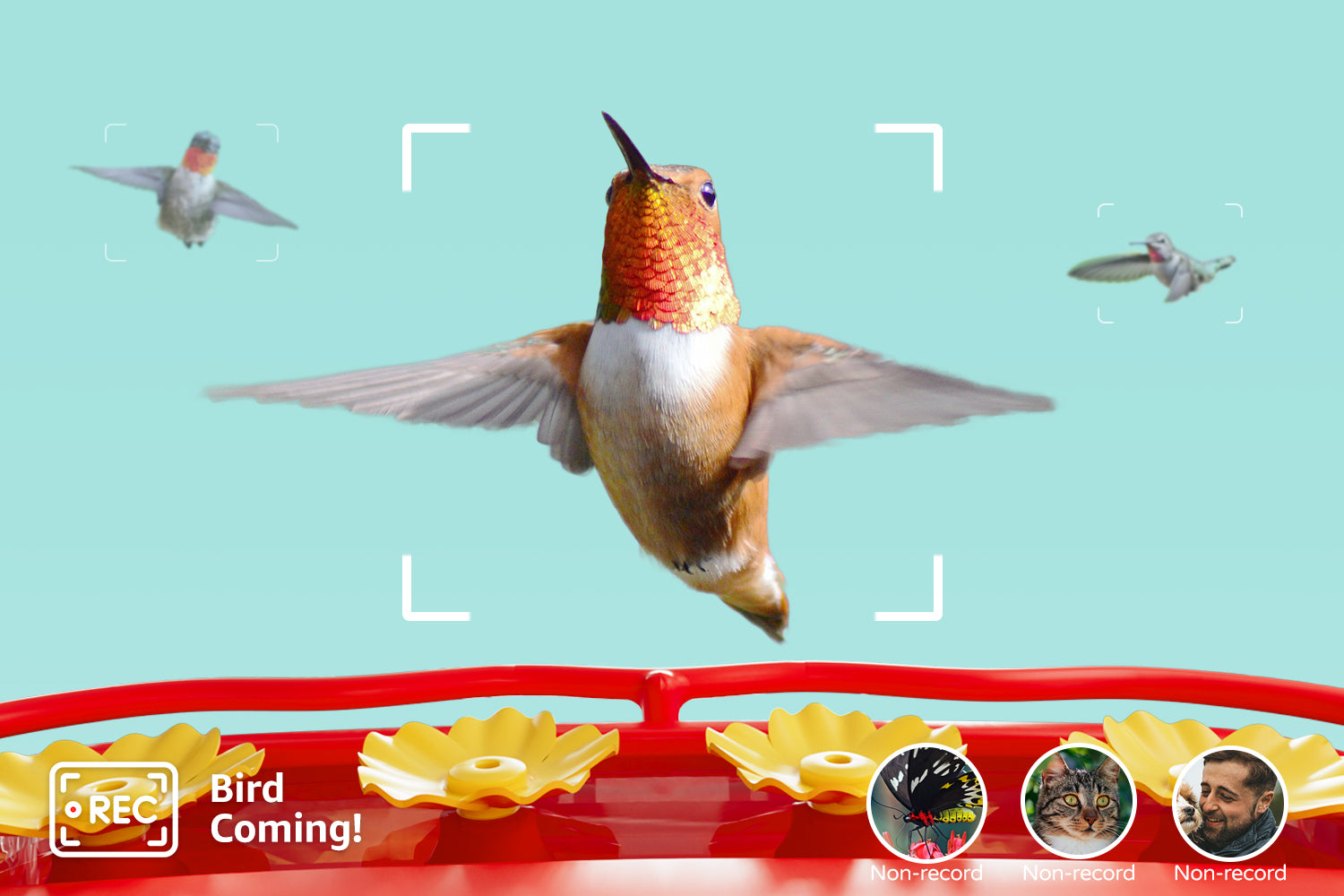 Only Works When Birds Arrive, Non-Bird Motion Detection Won't Be Recorded.