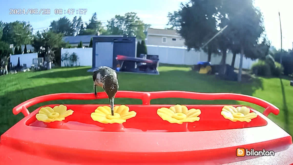 A hummingbird drinks nectar from a Hummer Hi —where nature meets innovation in one breathtaking moment.