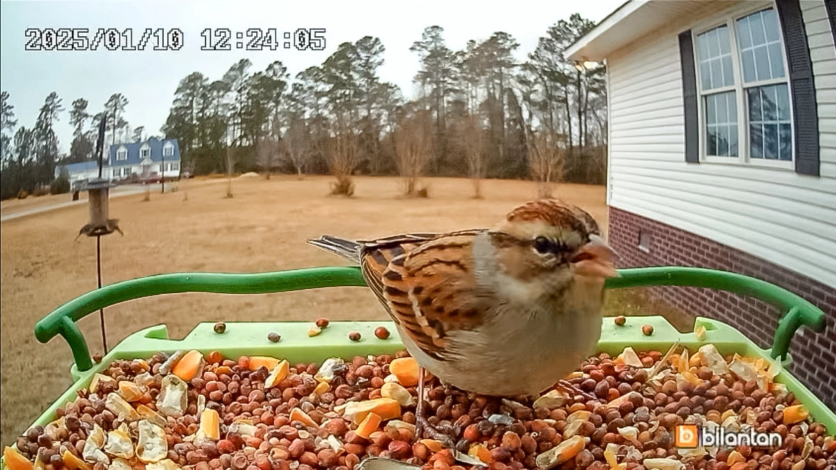 A bird stands on a BirdHi Ultra, looking straight at the camera—capturing the perfect moment of nature and innovation.