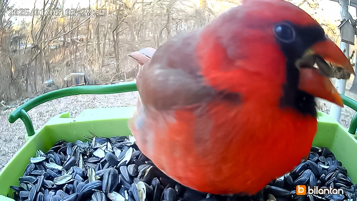 A cardinal stands on a BirdHi Ultra, looking straight at the camera—capturing the perfect moment of nature and innovation.