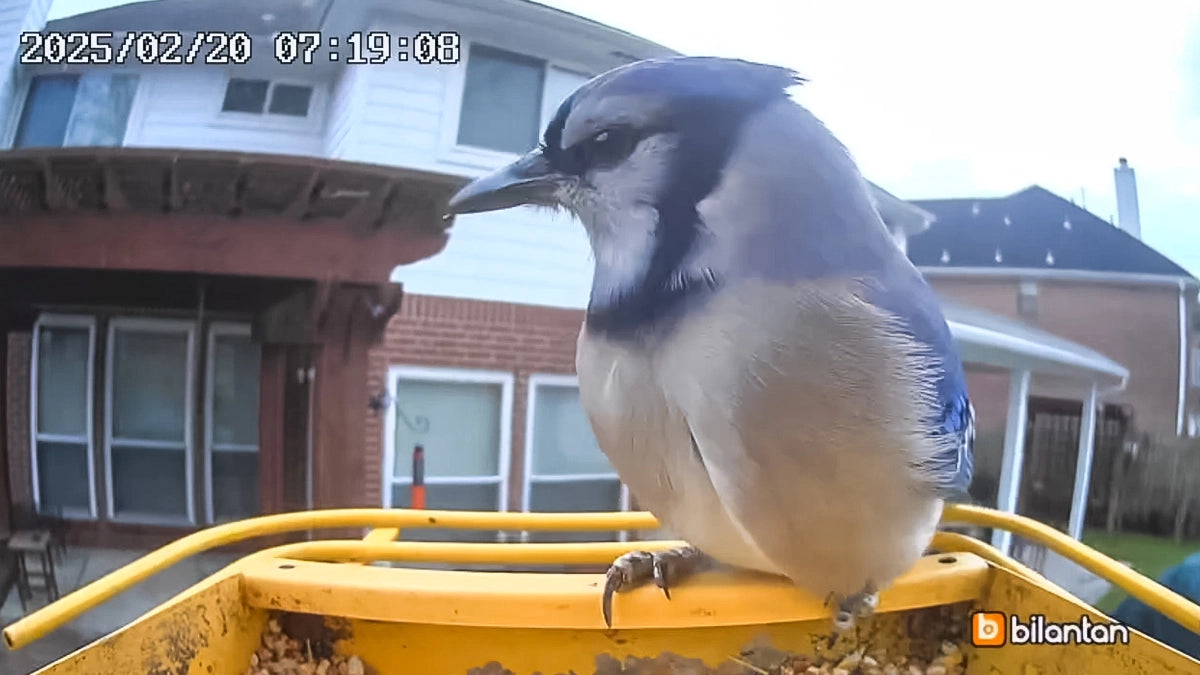 A bird stands on a BirdHi Mag looking straight at the camera—capturing the perfect moment of nature and innovation.