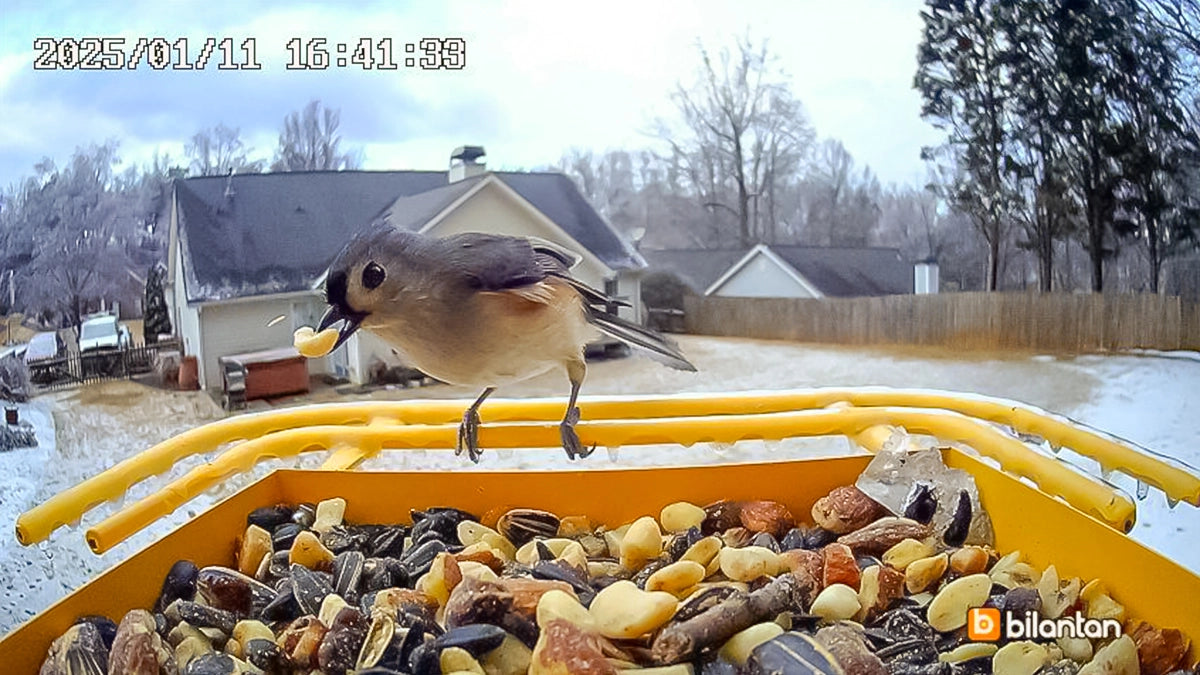 Discover how birds thrive with our BirdHi Mag! Captured: a bird holding food, perched confidently and engaging with the camera.