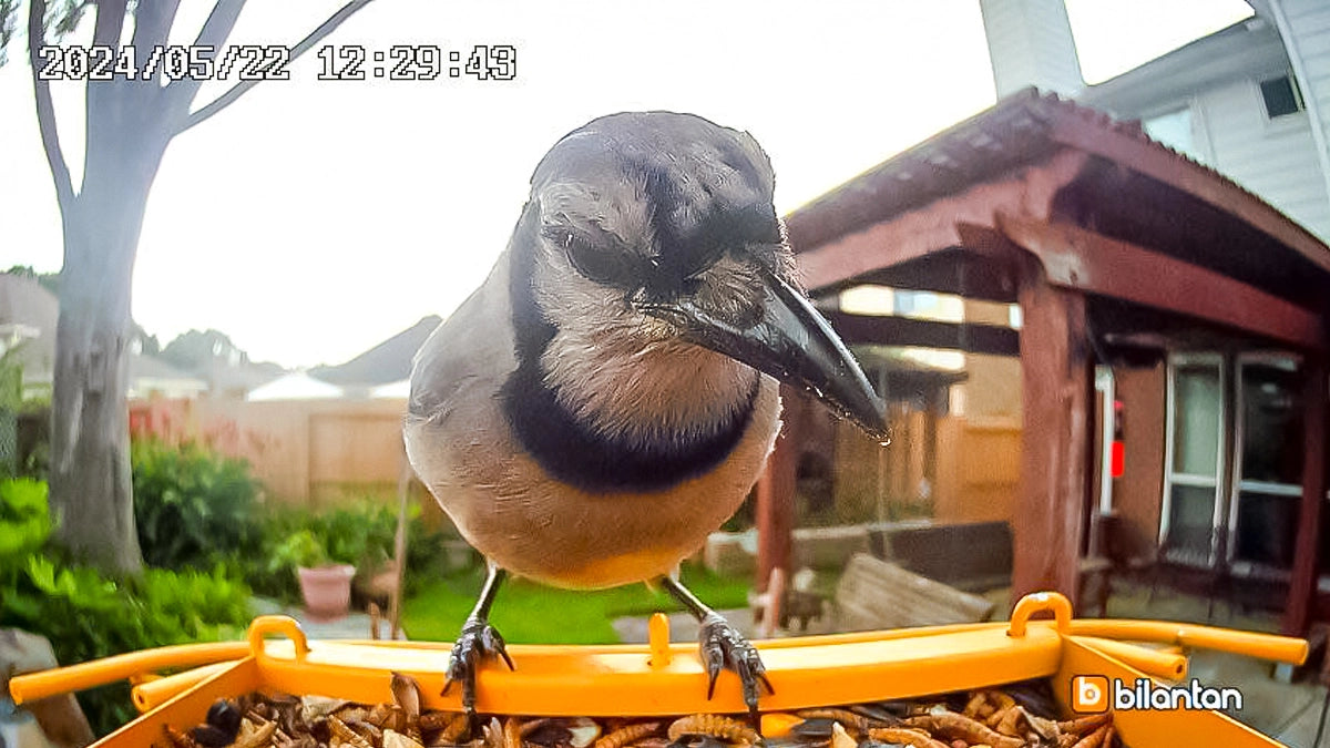 Watch a bluebird engage with ourBirdHi Ultra! Captured in this moment, the bird gazes directly at the camera, showcasing nature's beauty enhanced by modern technology.