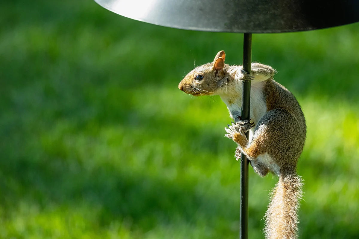Outsmart the Squirrels with a Feeder That Films Them: The Ultimate Peace Treaty