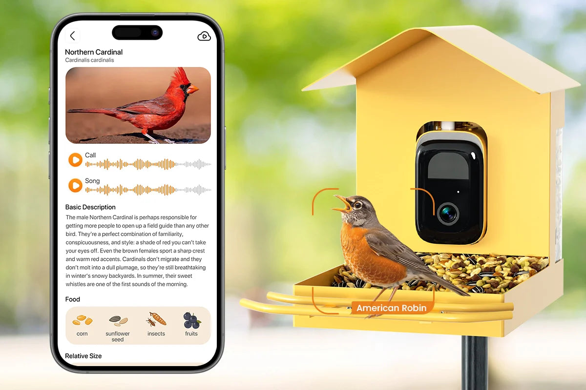 bird feeder with camera for beginners