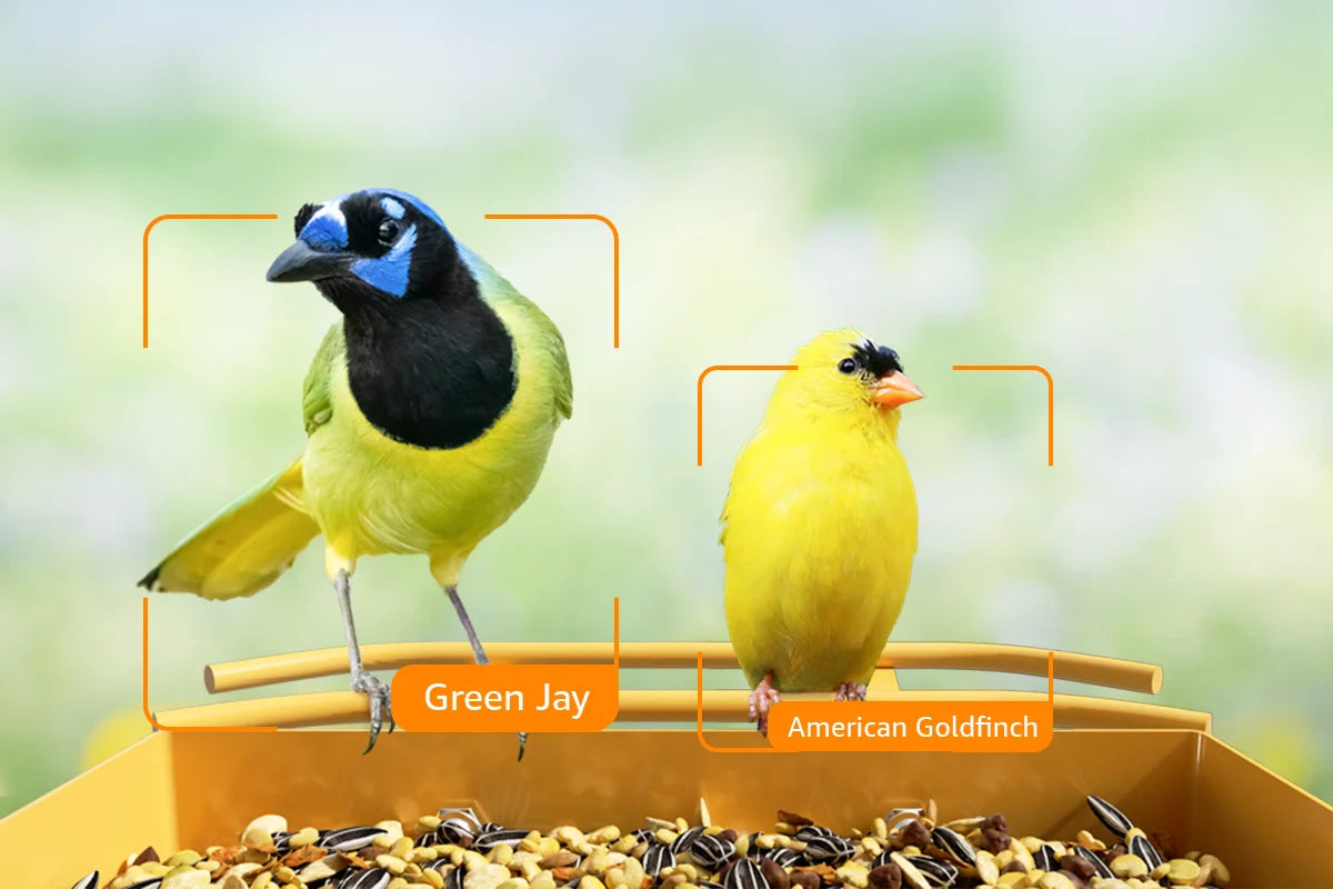 garden security camera bird feeder