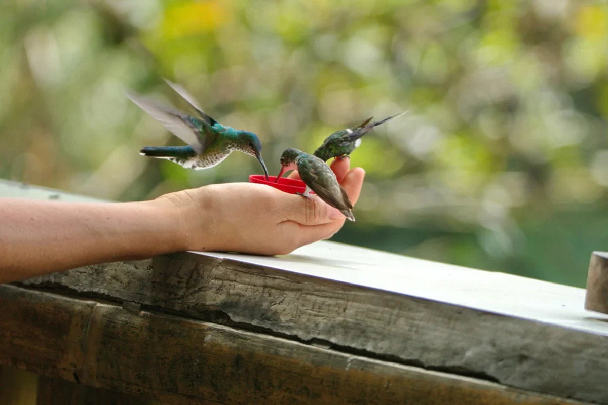 Hummingbird Haven Feeder